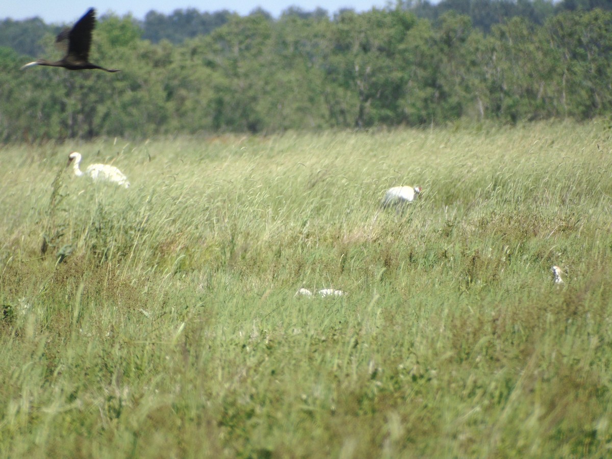 White-faced Ibis - ML152950091