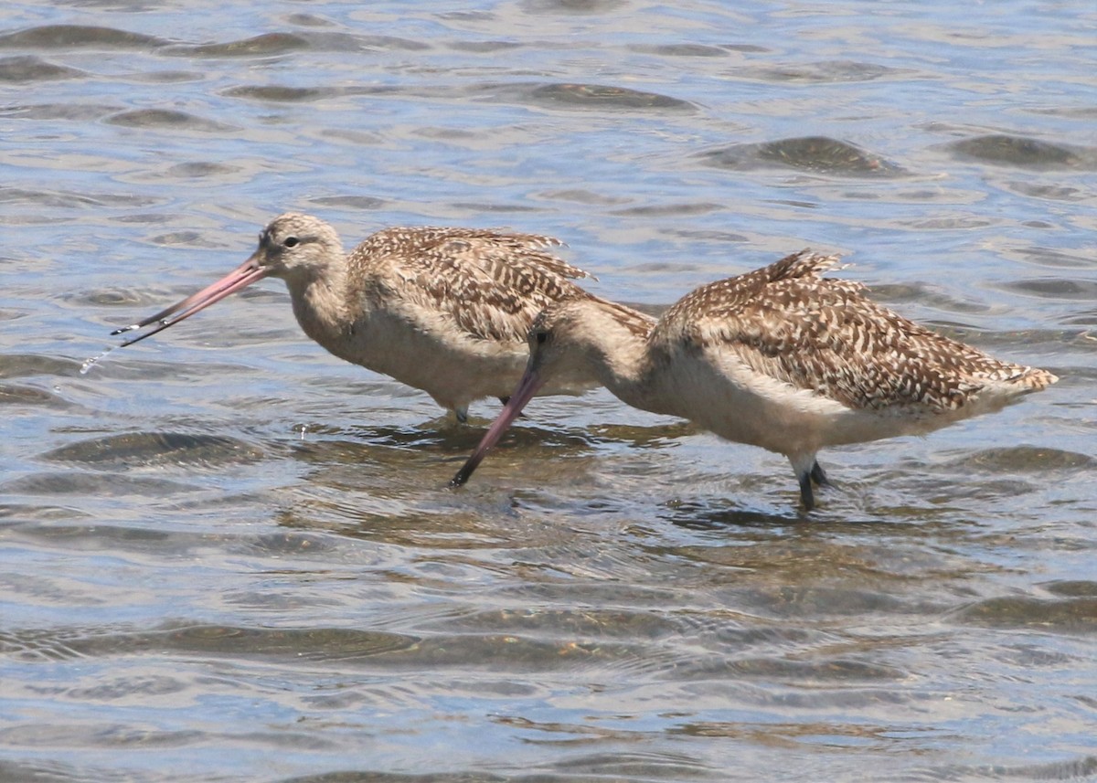 Marbled Godwit - ML152950131