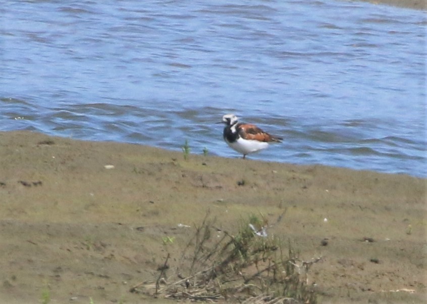 Ruddy Turnstone - Linda LeRoy