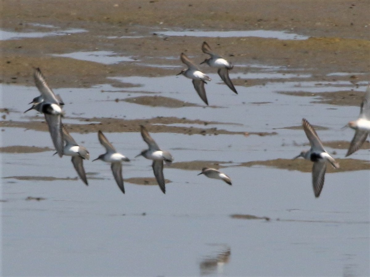 Dunlin - ML152950361