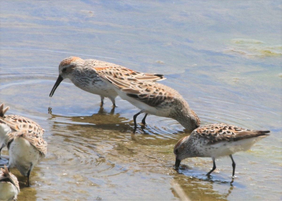 Western Sandpiper - Linda LeRoy