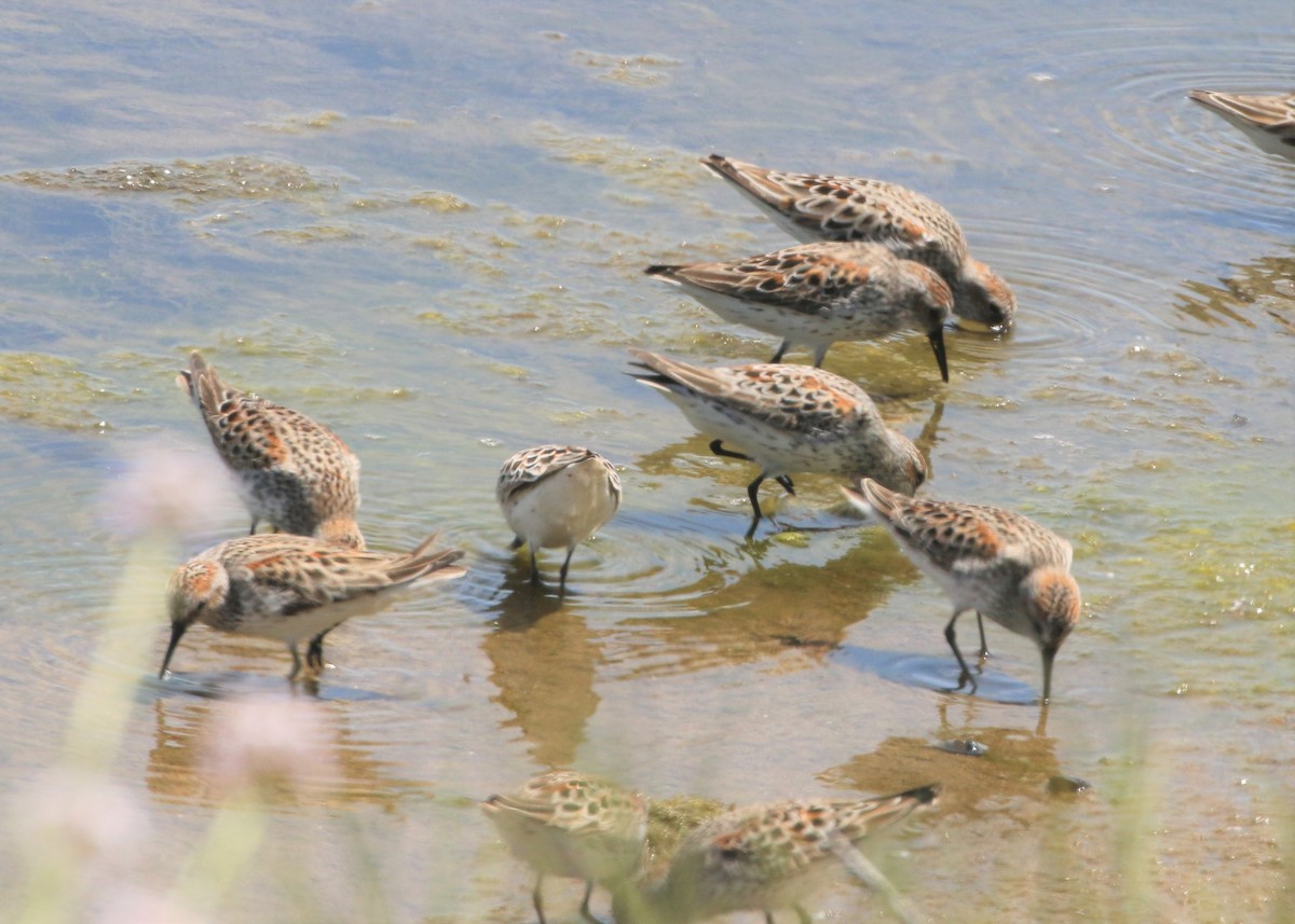 Western Sandpiper - ML152950581