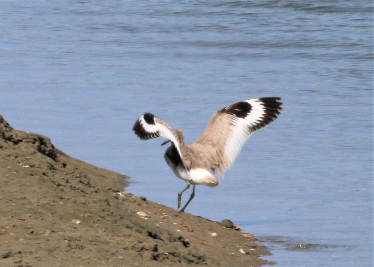 Willet - Linda LeRoy