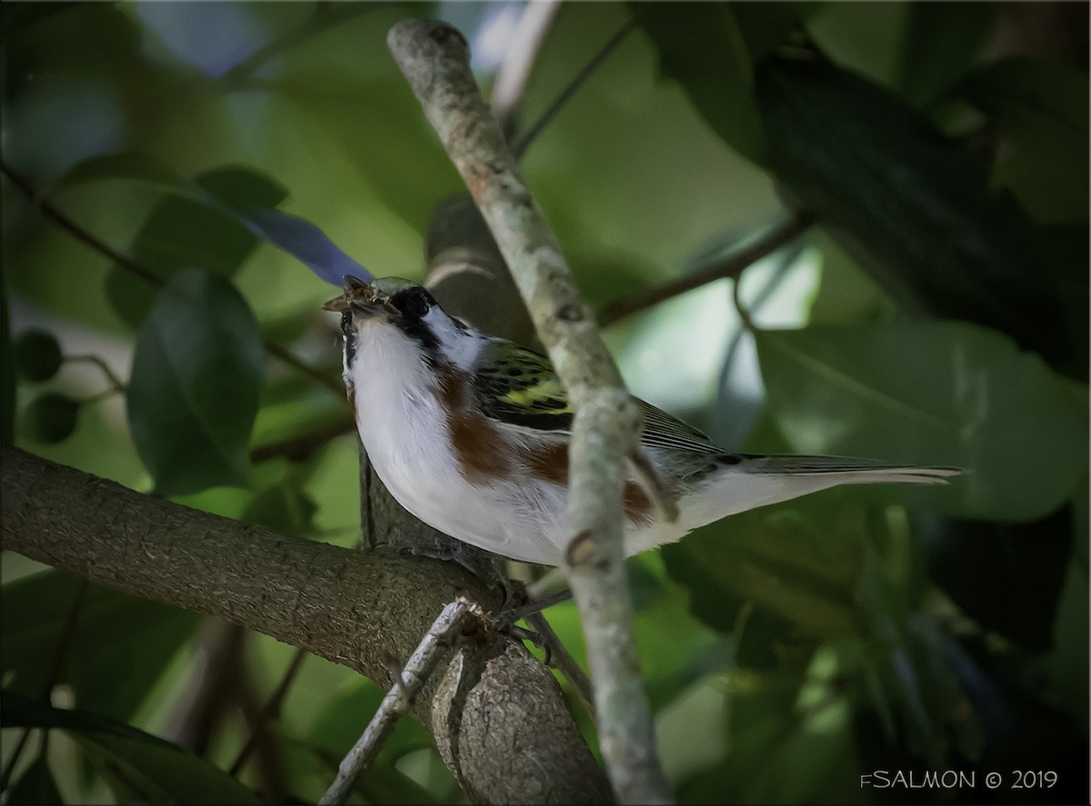 Chestnut-sided Warbler - ML152950881