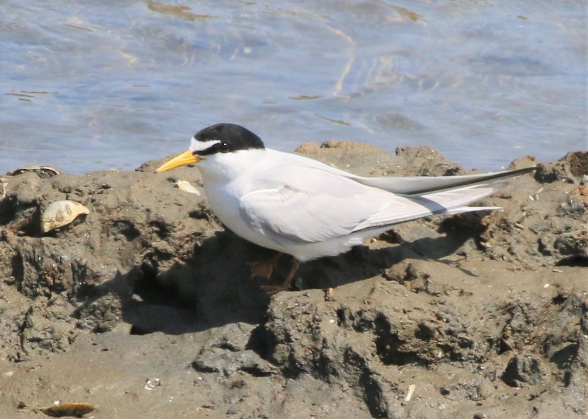 Least Tern - Linda LeRoy