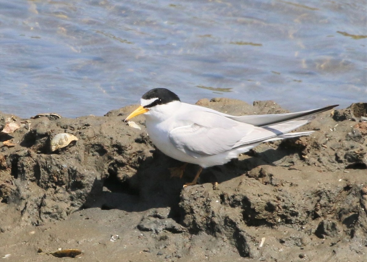 Least Tern - Linda LeRoy