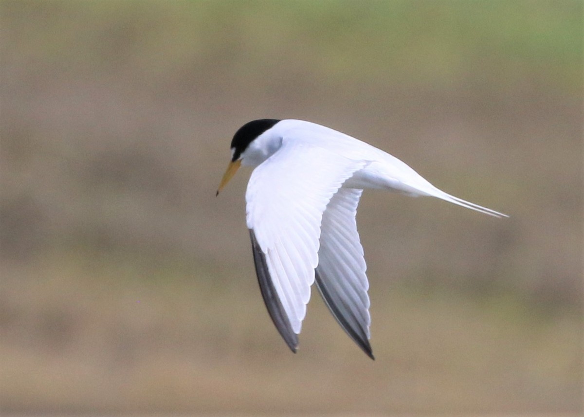 Least Tern - ML152951061