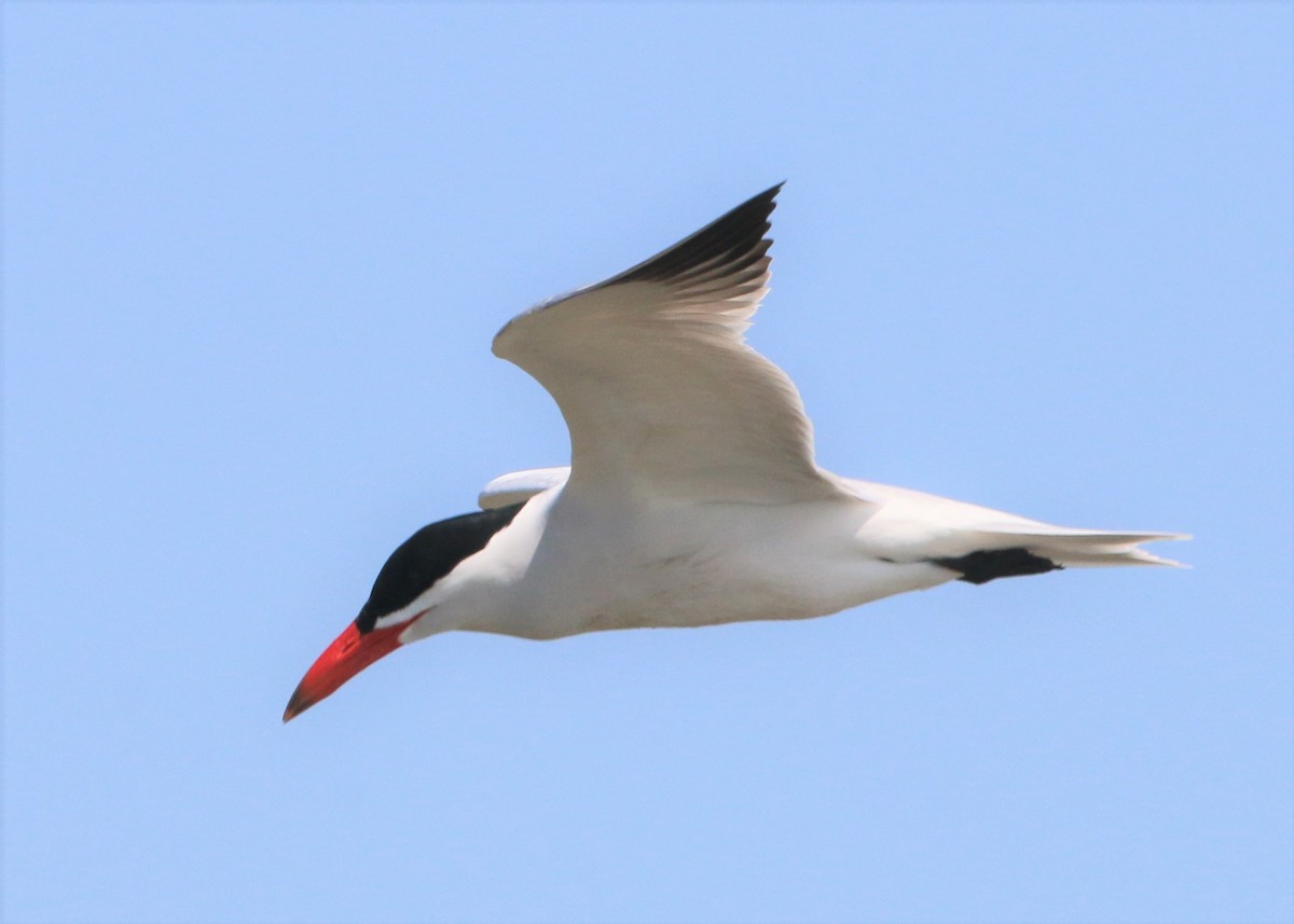 Caspian Tern - Linda LeRoy