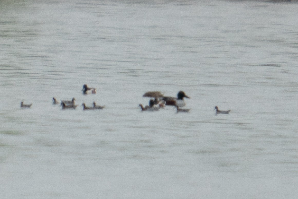 Wilson's Phalarope - ML152951201