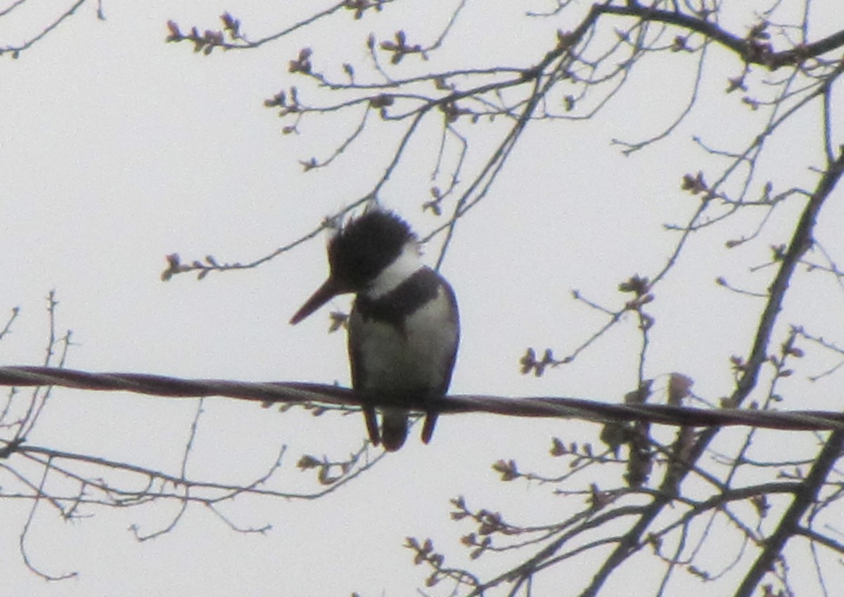 Belted Kingfisher - ML152951261