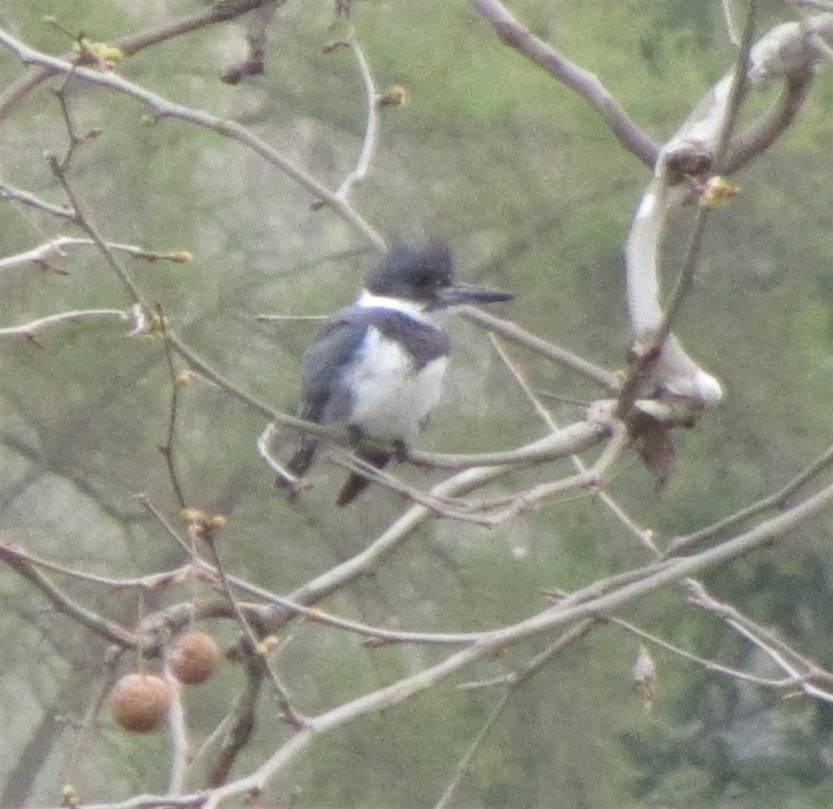 Belted Kingfisher - ML152951271