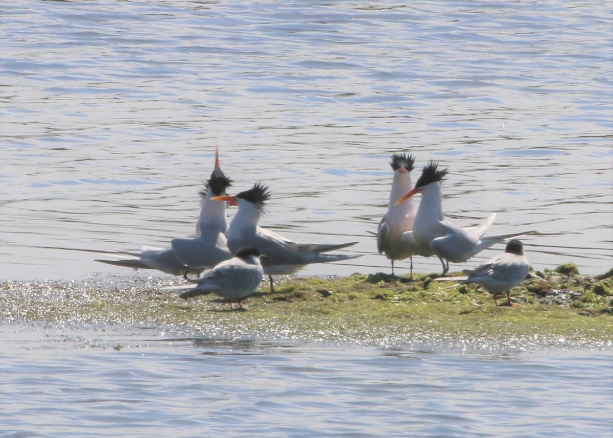 Elegant Tern - ML152951291