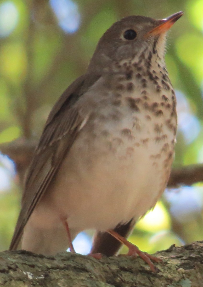 Gray-cheeked Thrush - ML152951341