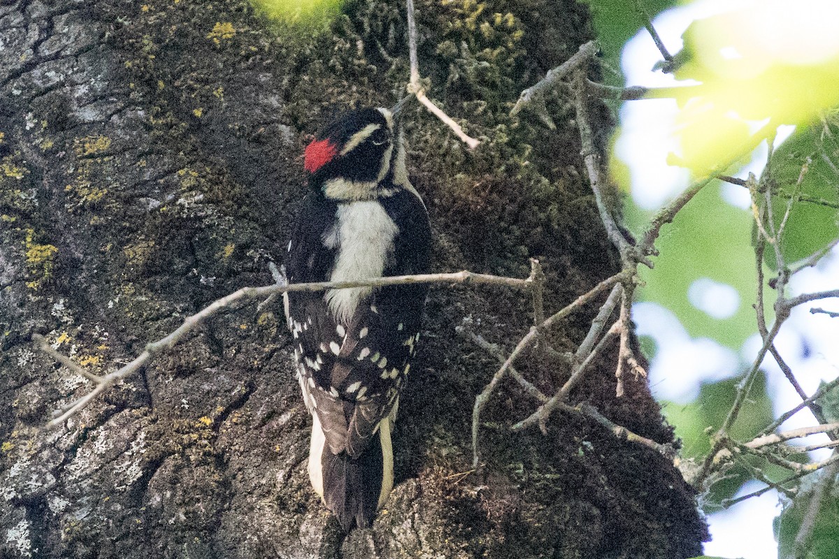 Downy Woodpecker - ML152951371