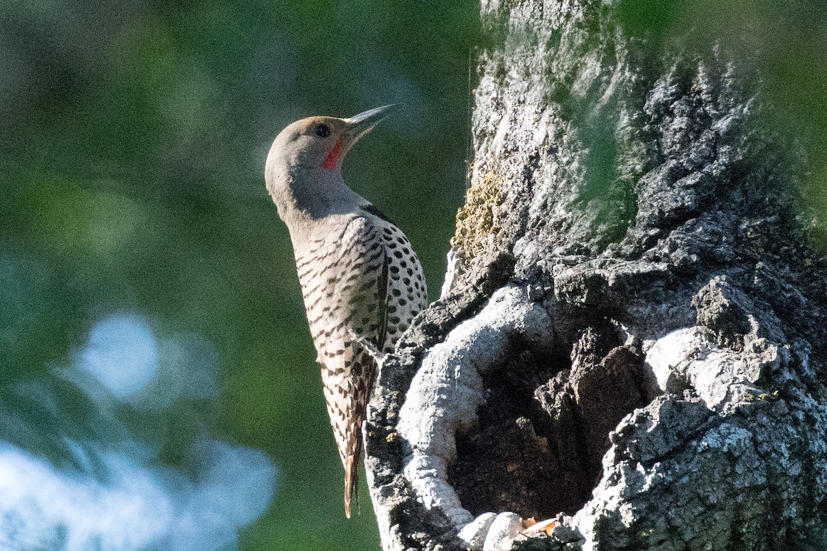 Northern Flicker (Red-shafted) - ML152951401
