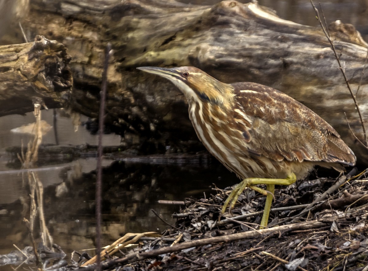 American Bittern - Kenneth Czworka