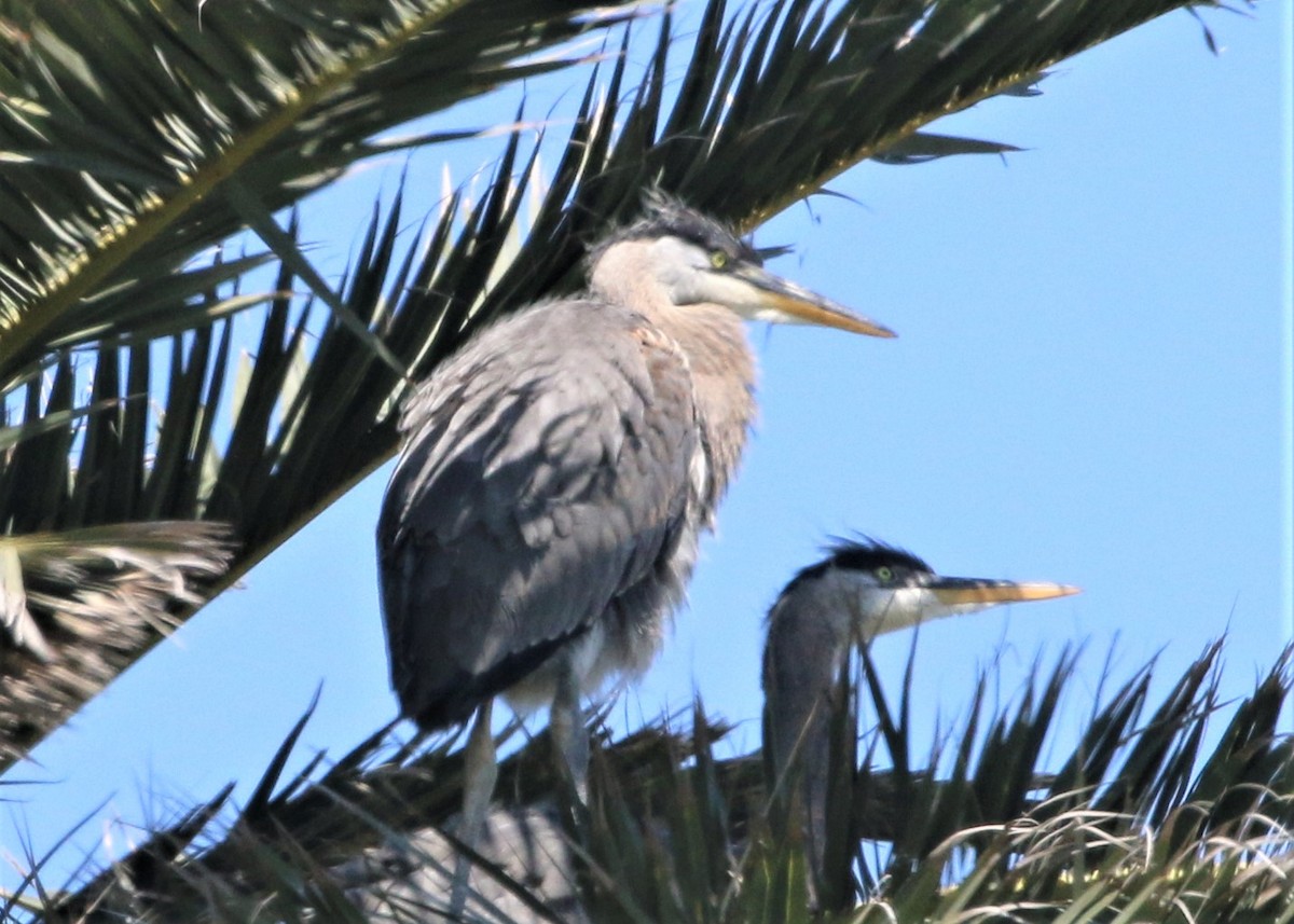 Great Blue Heron - Linda LeRoy