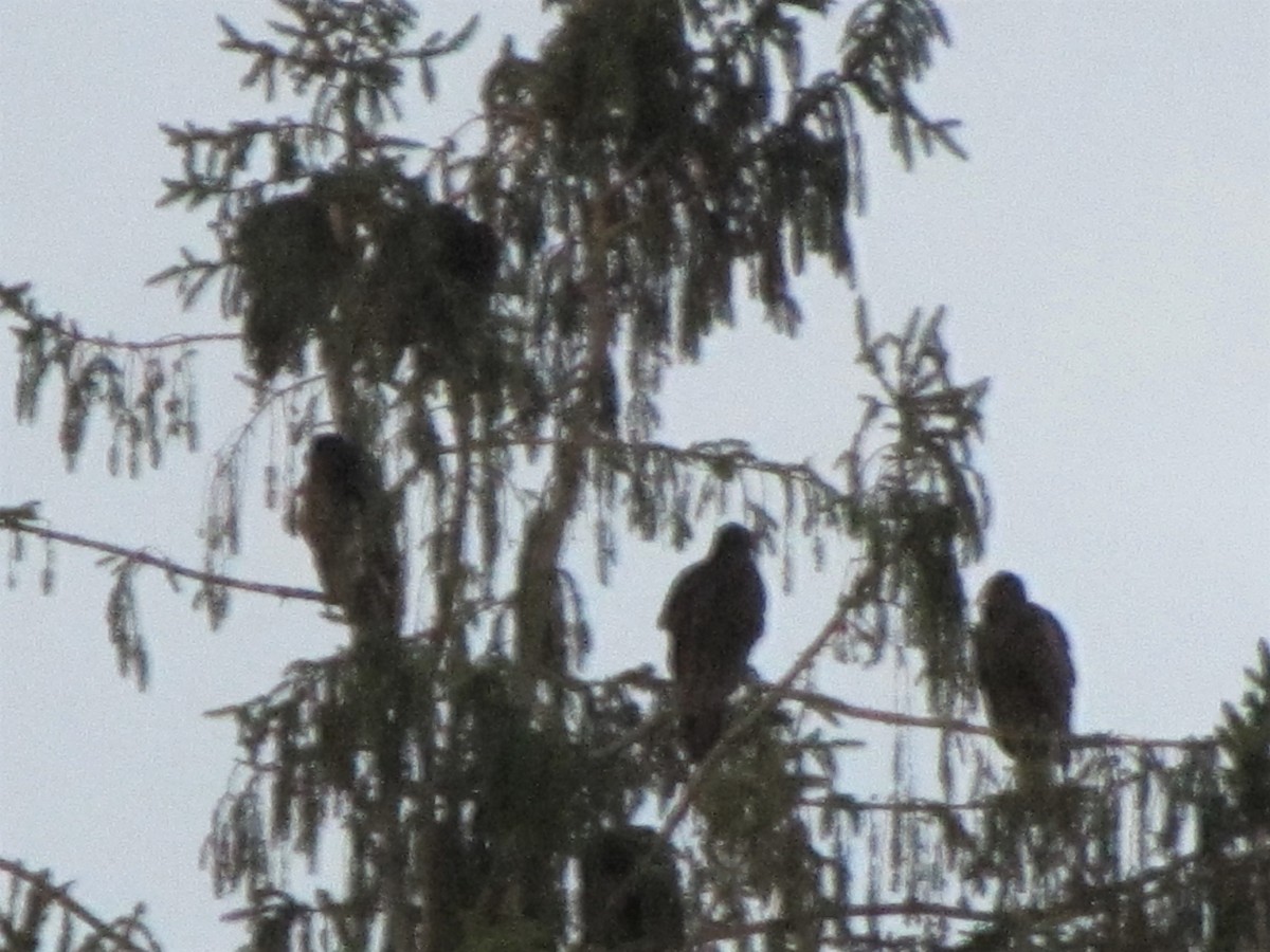 Turkey Vulture - ML152951471