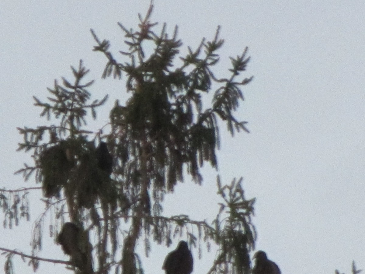 Turkey Vulture - ML152951491