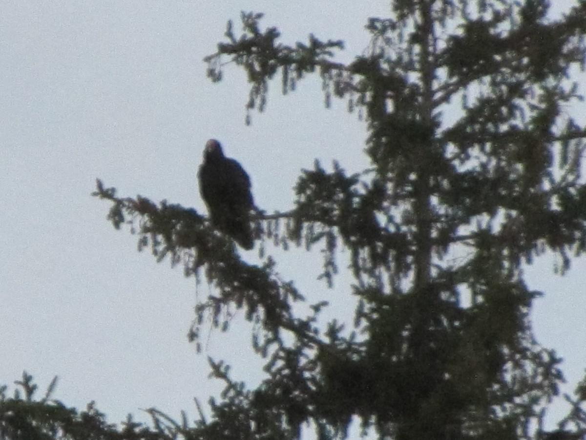 Turkey Vulture - ML152951671