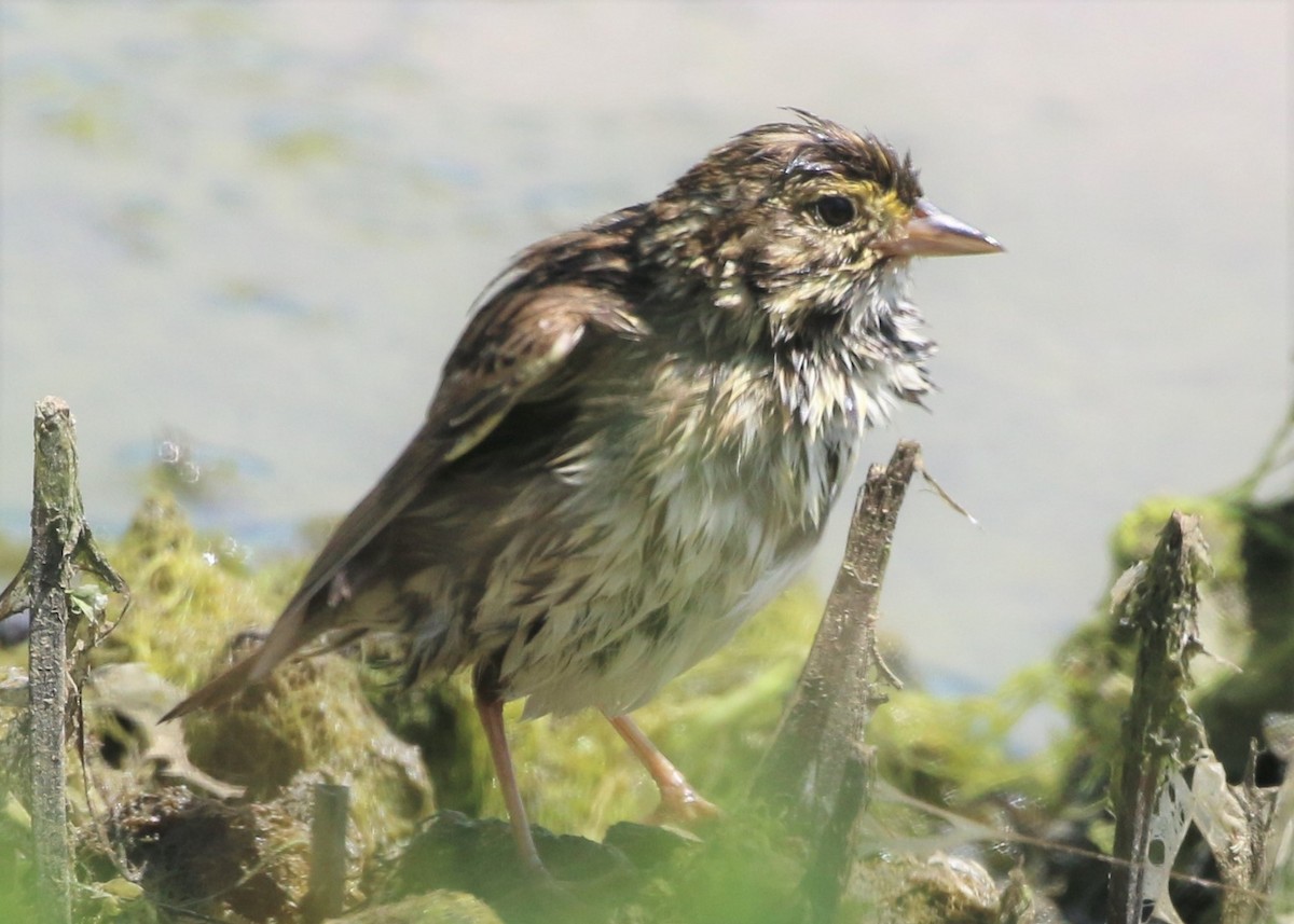 Savannah Sparrow (Belding's) - Linda LeRoy