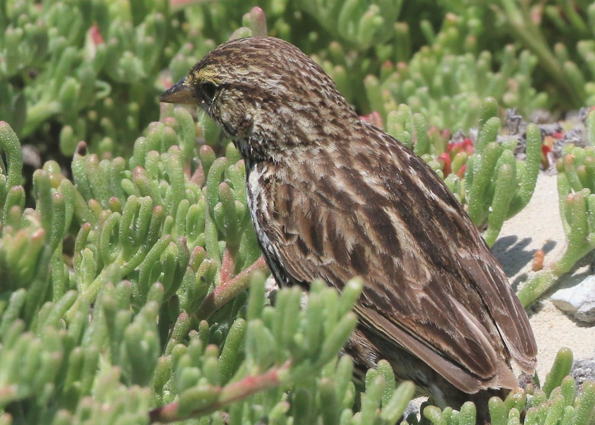 Savannah Sparrow (Belding's) - ML152951701