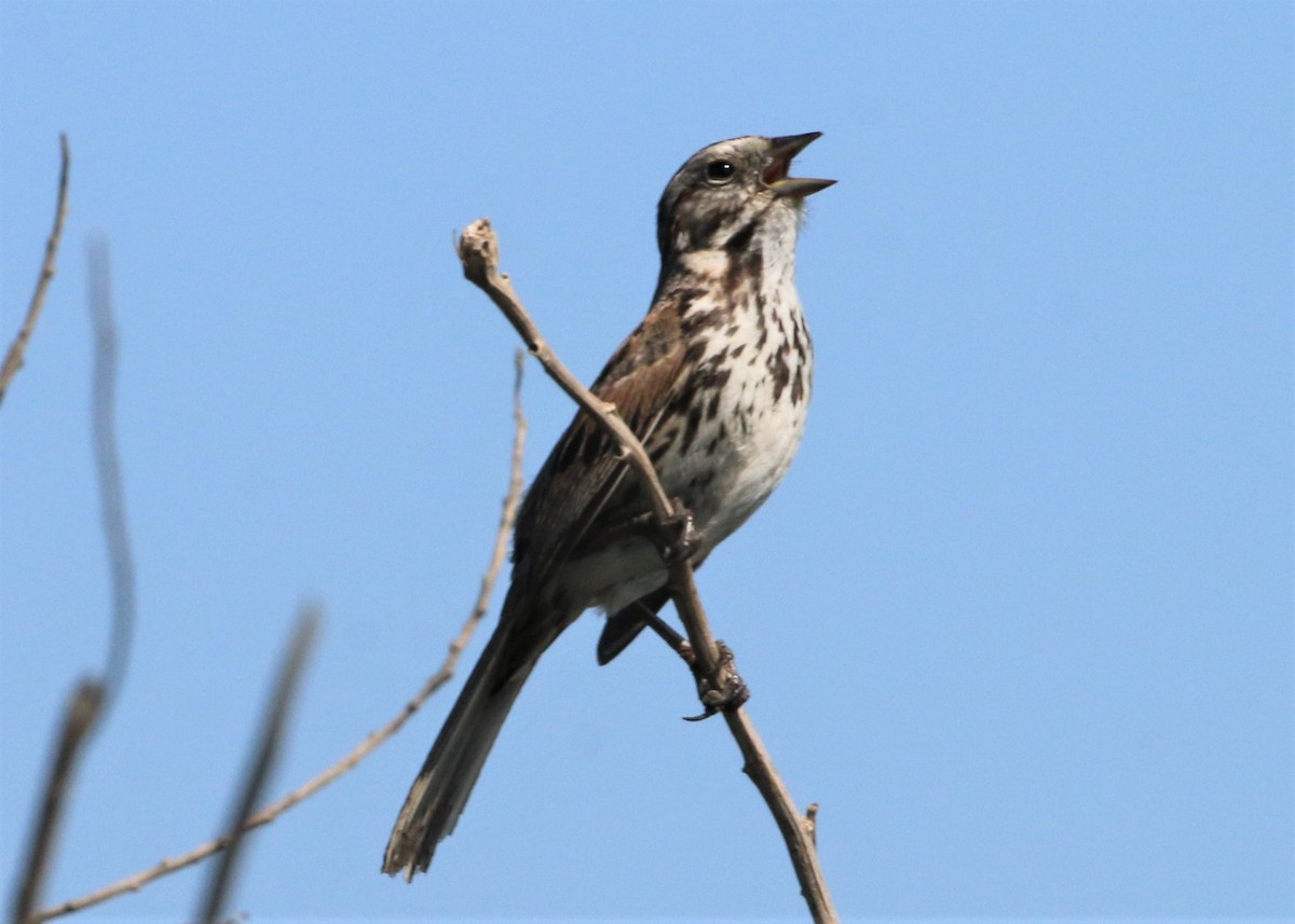 Song Sparrow - ML152951791