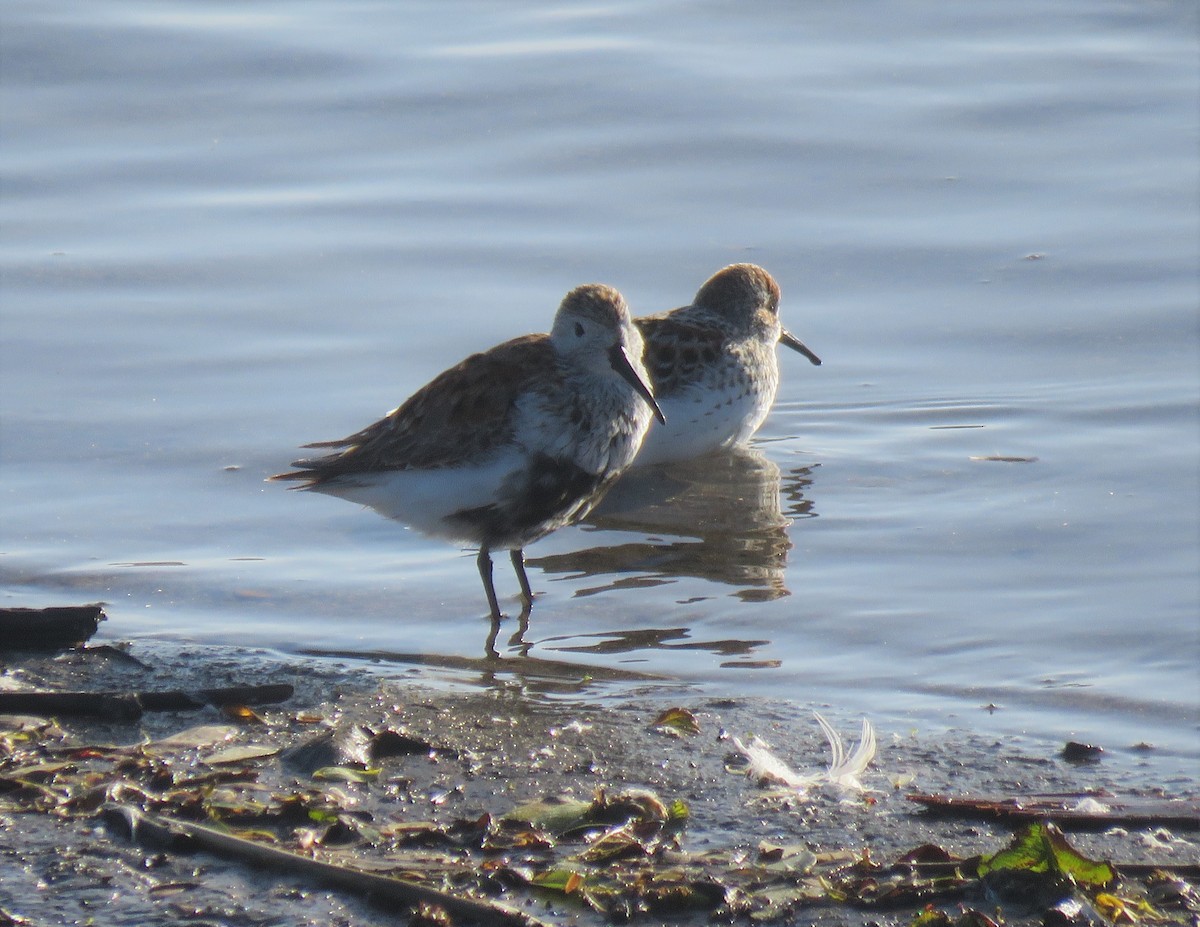 Dunlin - ML152951971