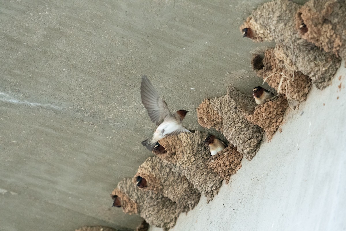 Cliff Swallow - ML152952261