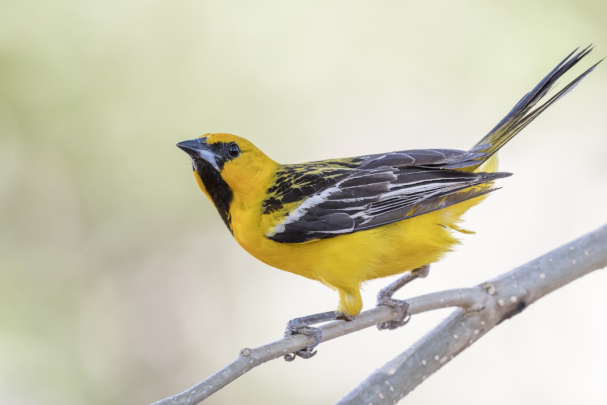 Streak-backed Oriole - Fernando Burgalin Sequeria