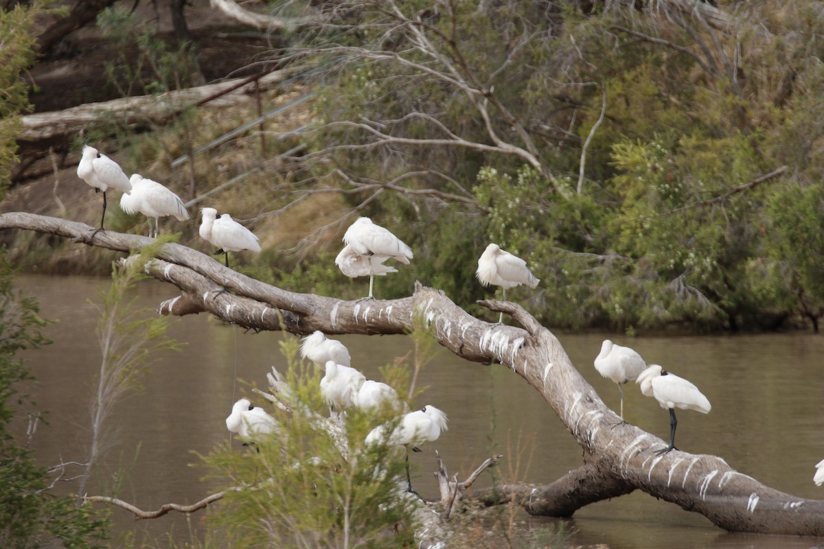 Royal Spoonbill - ML152952461