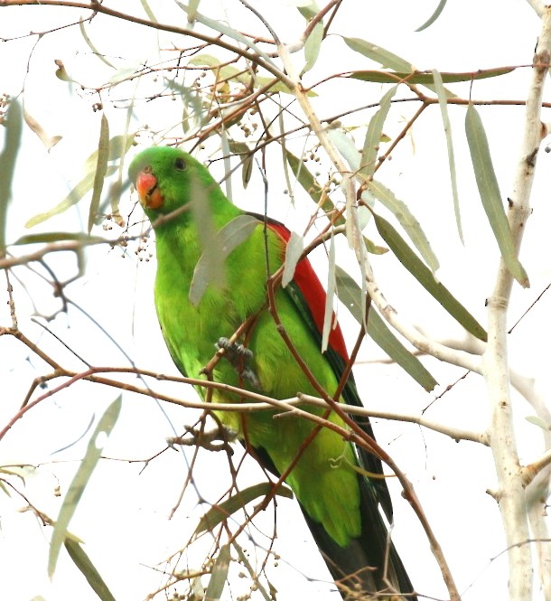 Red-winged Parrot - ML152952621