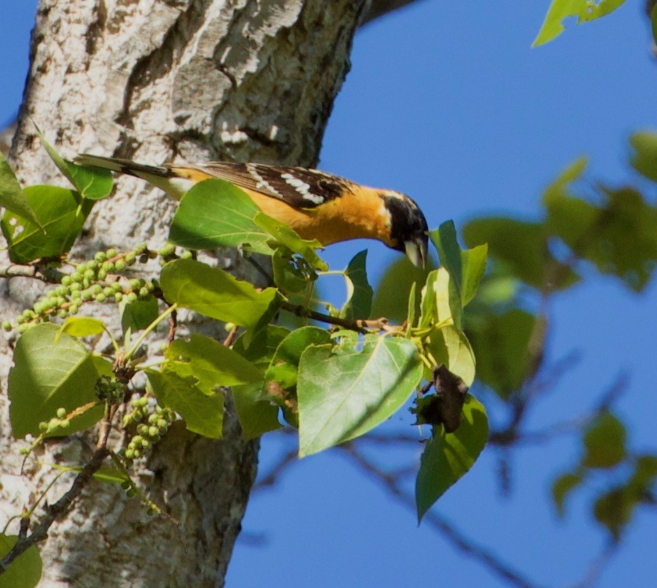 Black-headed Grosbeak - ML152952681