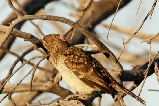 Spotted Bowerbird - ML152952871