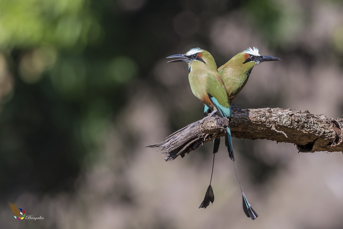 Turquoise-browed Motmot - ML152953471