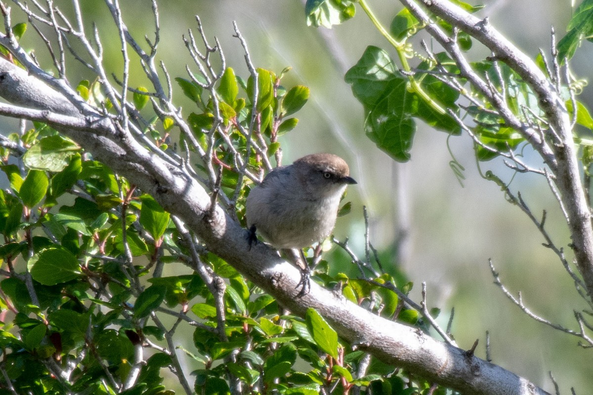 Bushtit - ML152953511