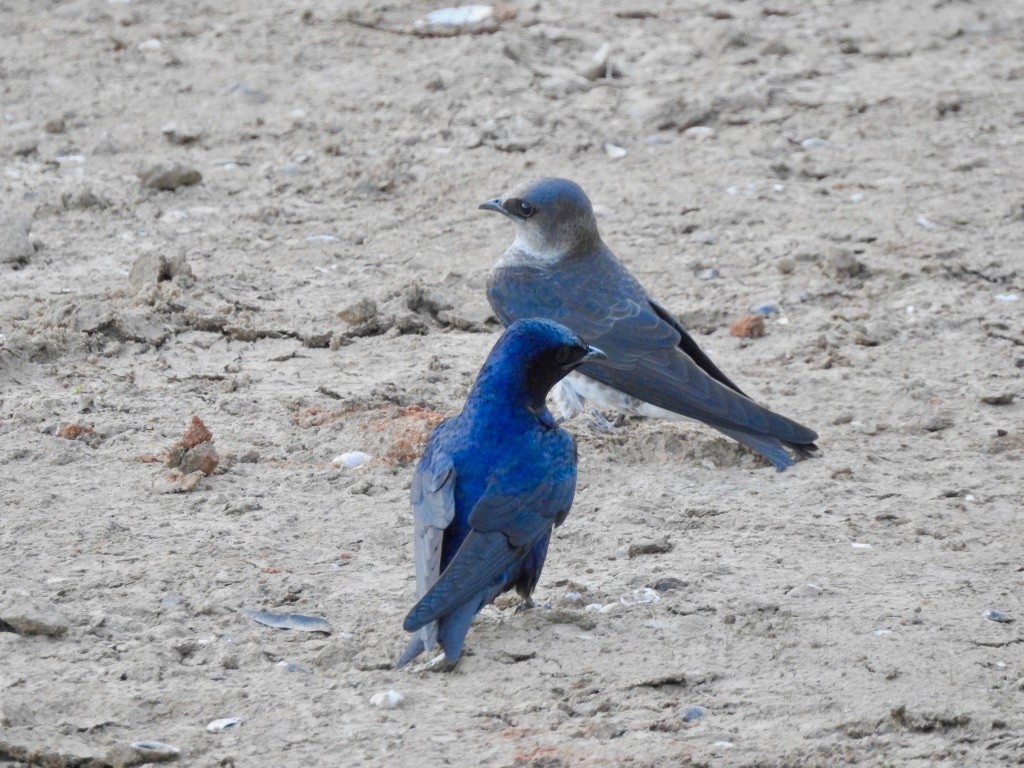 Purple Martin - ML152953561