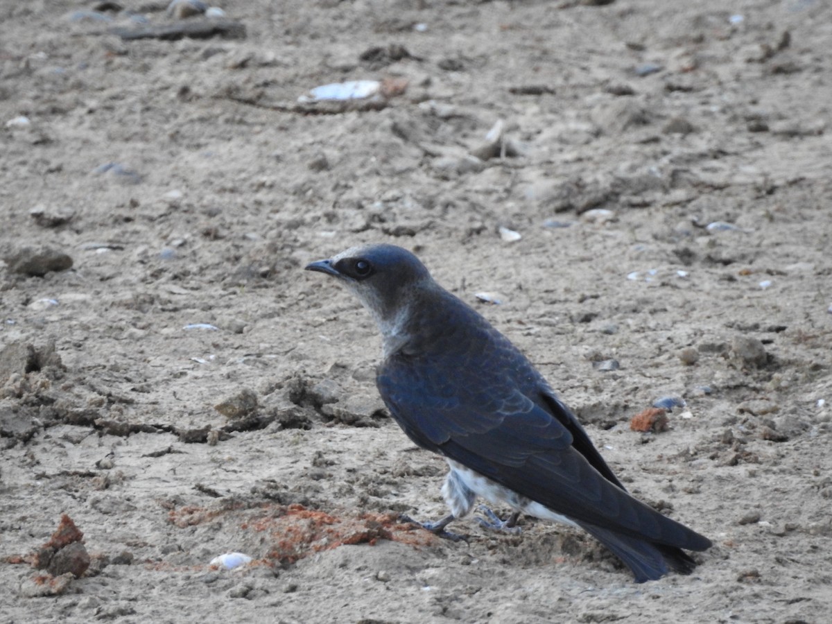 Purple Martin - ML152953581