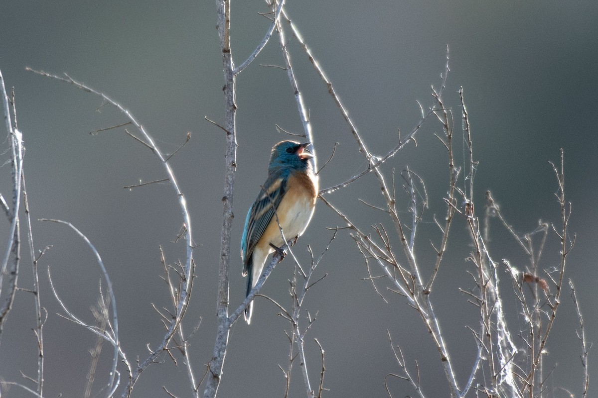 Passerin azuré - ML152953711