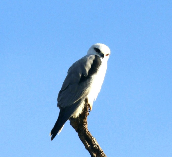 Black-shouldered Kite - ML152953911