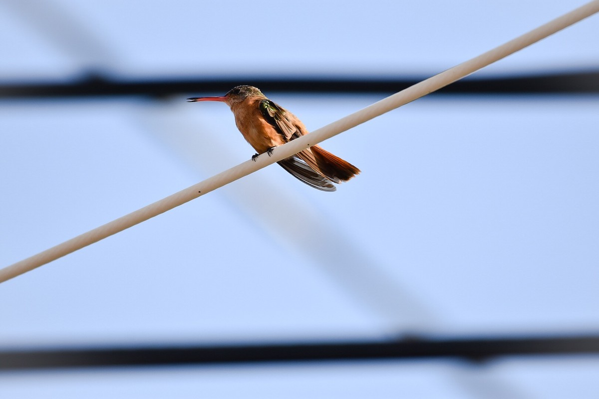 kolibřík ryšavý - ML152953941
