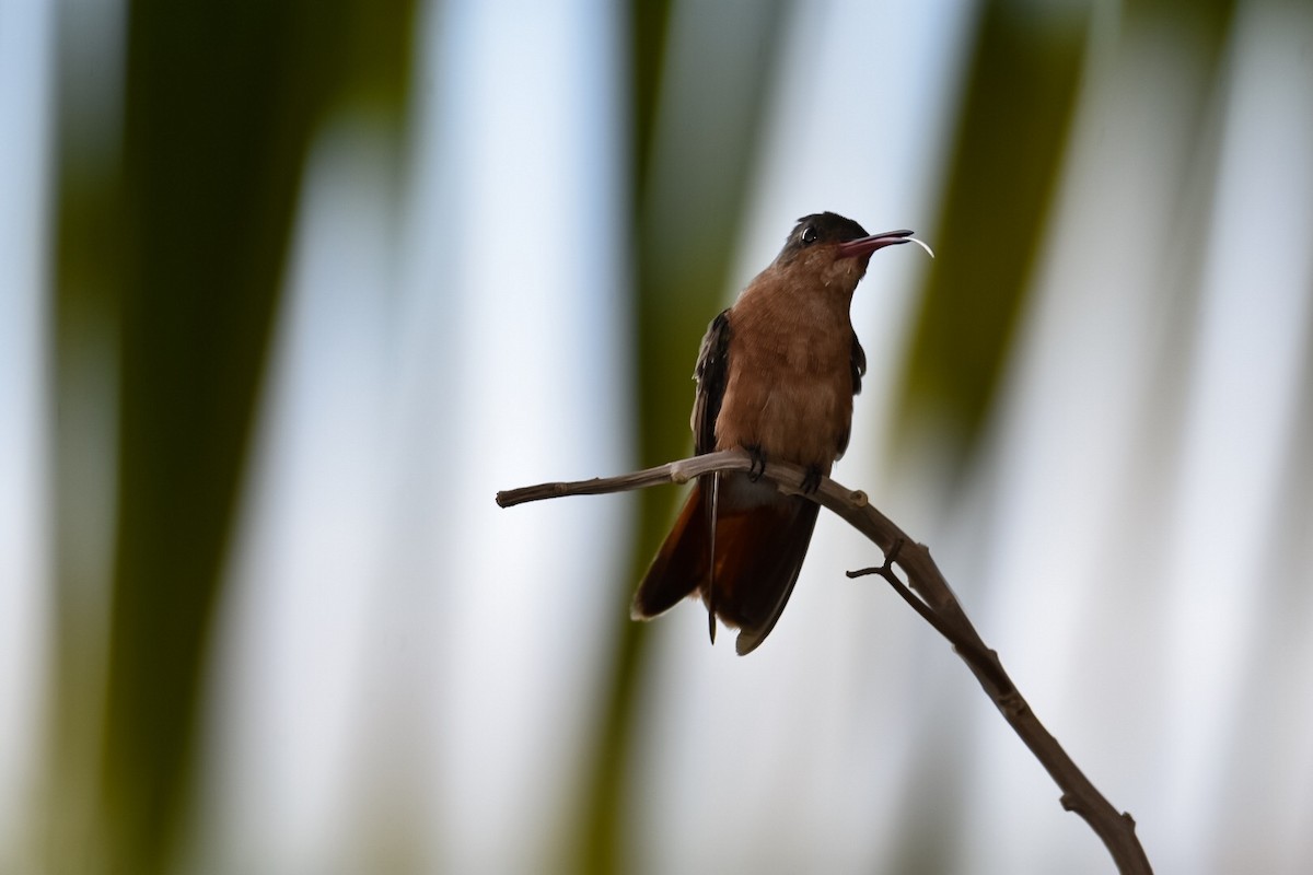 kolibřík ryšavý - ML152953951