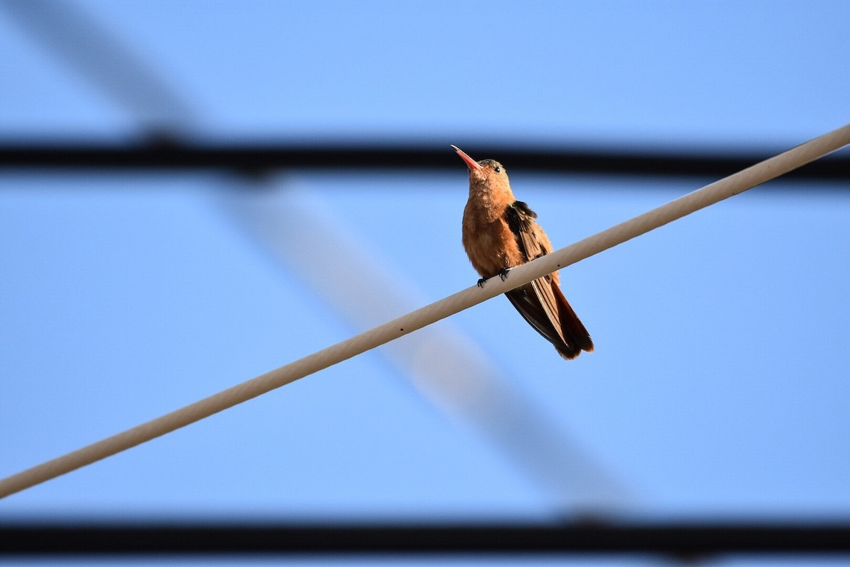 kolibřík ryšavý - ML152953961