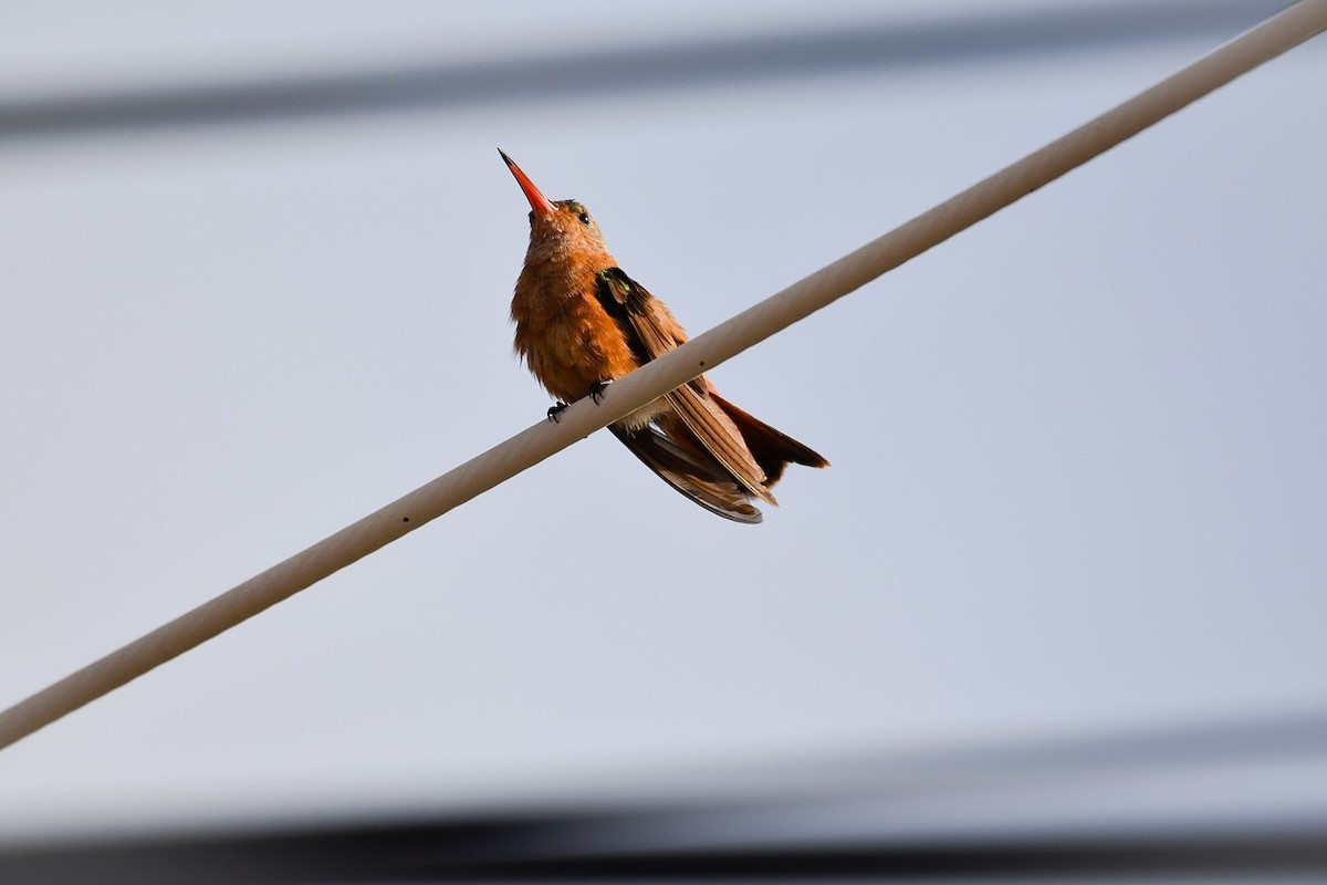 kolibřík ryšavý - ML152953971