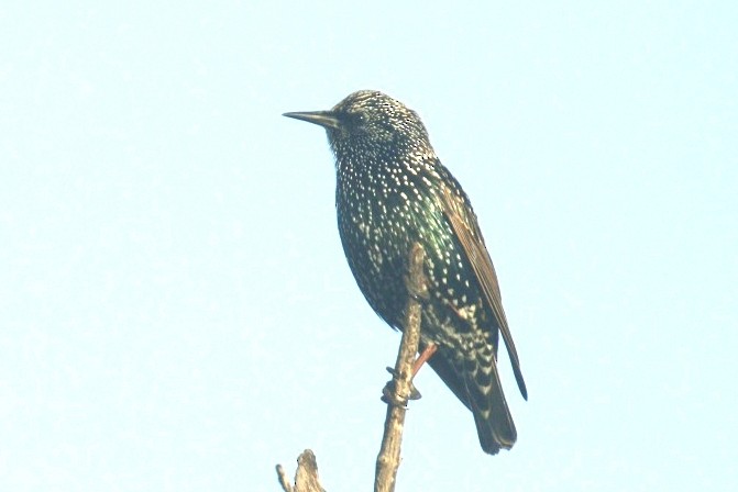 European Starling - ML152954051