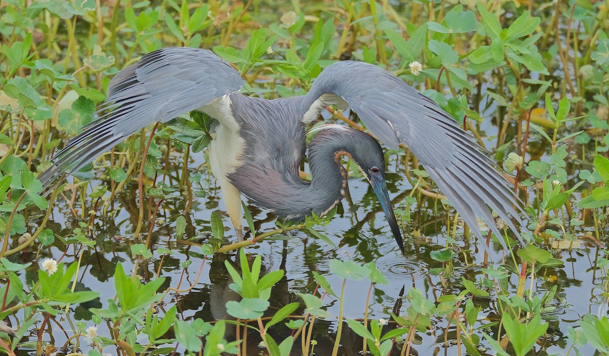 Tricolored Heron - ML152954641