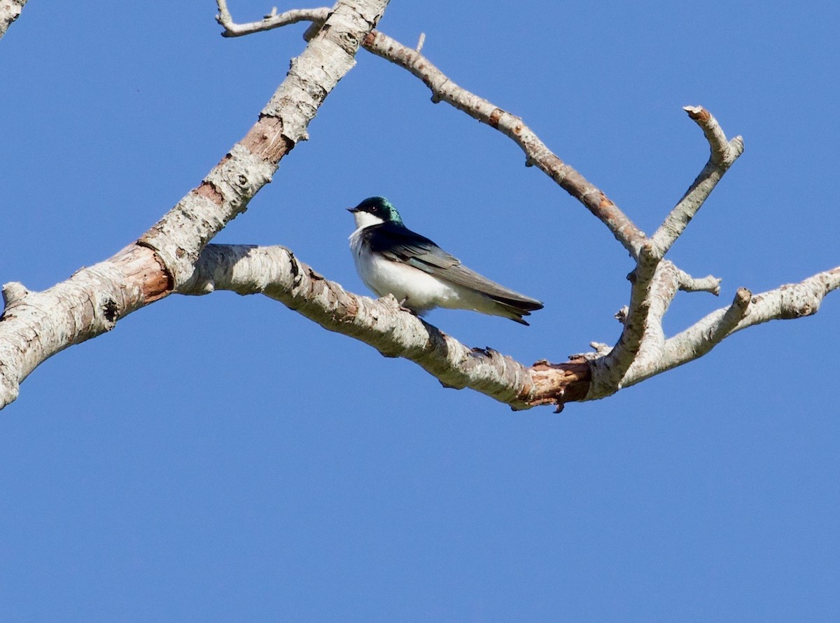 Golondrina Bicolor - ML152955171