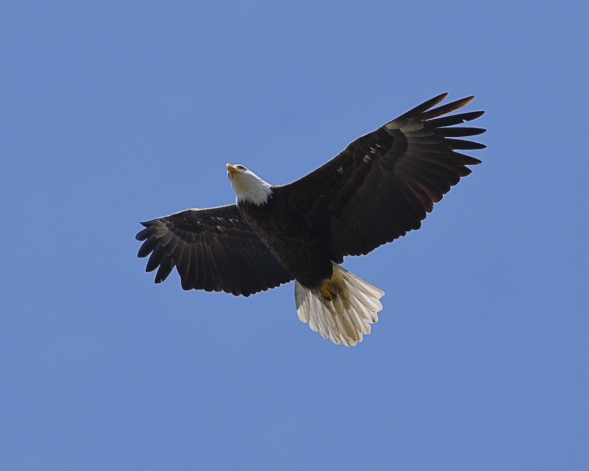 Bald Eagle - Brian Hicks