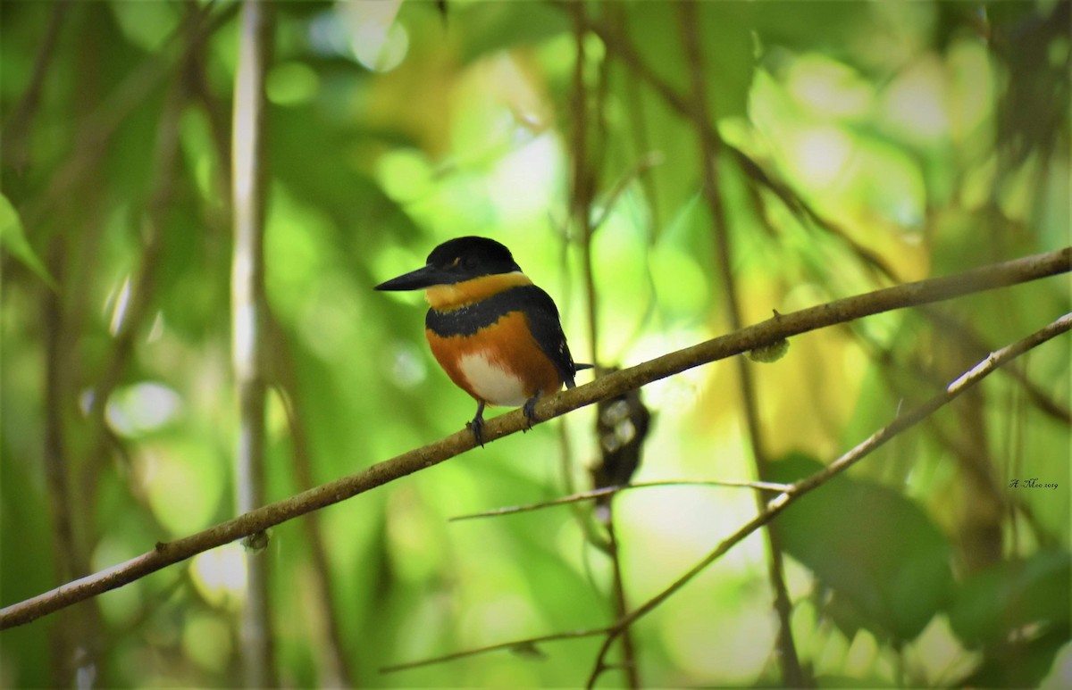 American Pygmy Kingfisher - Jason Mai