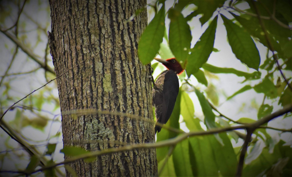 Pale-billed Woodpecker - Jason Mai
